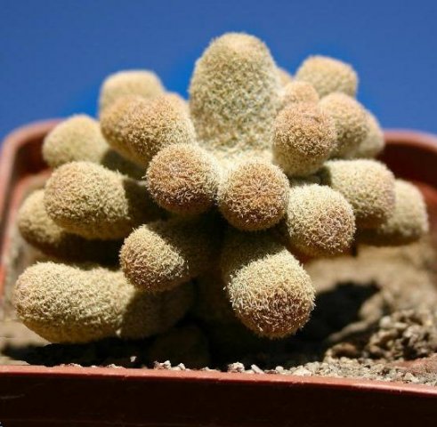 Epithelantha_micromeris_ssp_polycephala